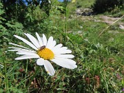 10 Margherita sul sent. 221 in salita dall'Alpe Arera a Capanna 2000